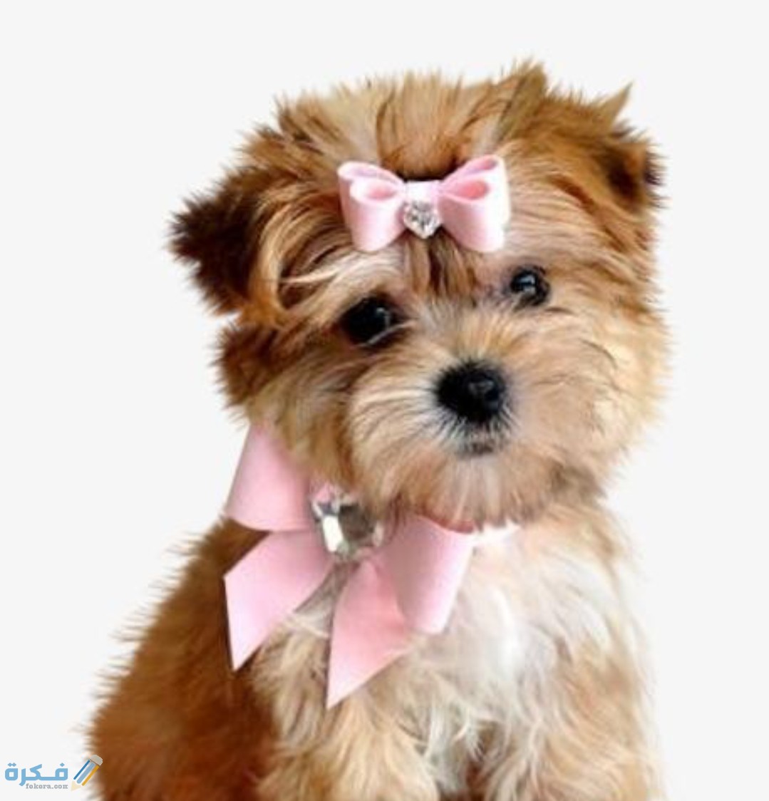 IMG ٢٠٢٠٠٤١٧ ١٣٢٣١٧