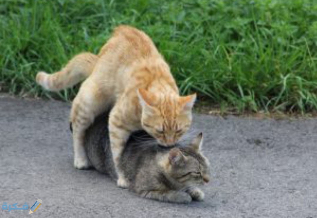 IMG ٢٠٢٠٠٤١٧ ١٥٢٧٠٧