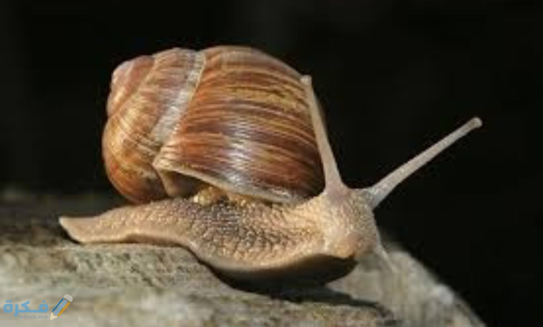 IMG ٢٠٢٠٠٤٢١ ١٣٥٠٣٨