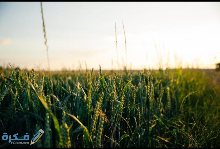 IMG ٢٠٢٠٠٤٢٢ ١٥٢٧٣٣