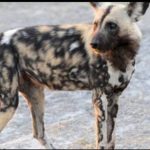 معلومات حول حيوان السلعوة