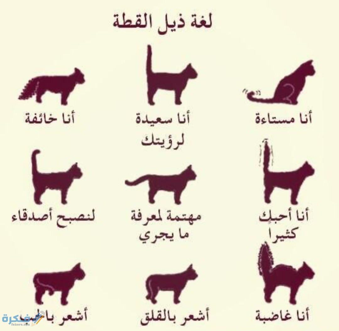 IMG ٢٠٢٠٠٤٢٦ ٢١٣٠١٠