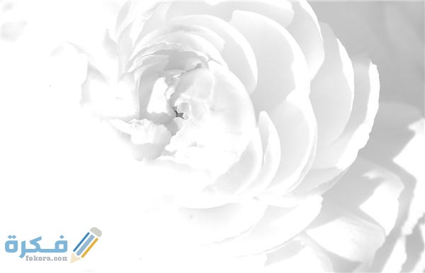 تفسير رؤية اللون الابيض للعزباء 1 PIC 288 1365331636