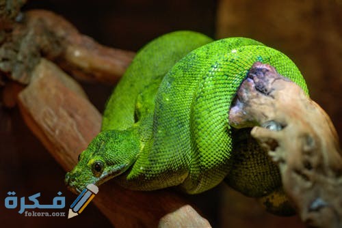 animal zoo green predator