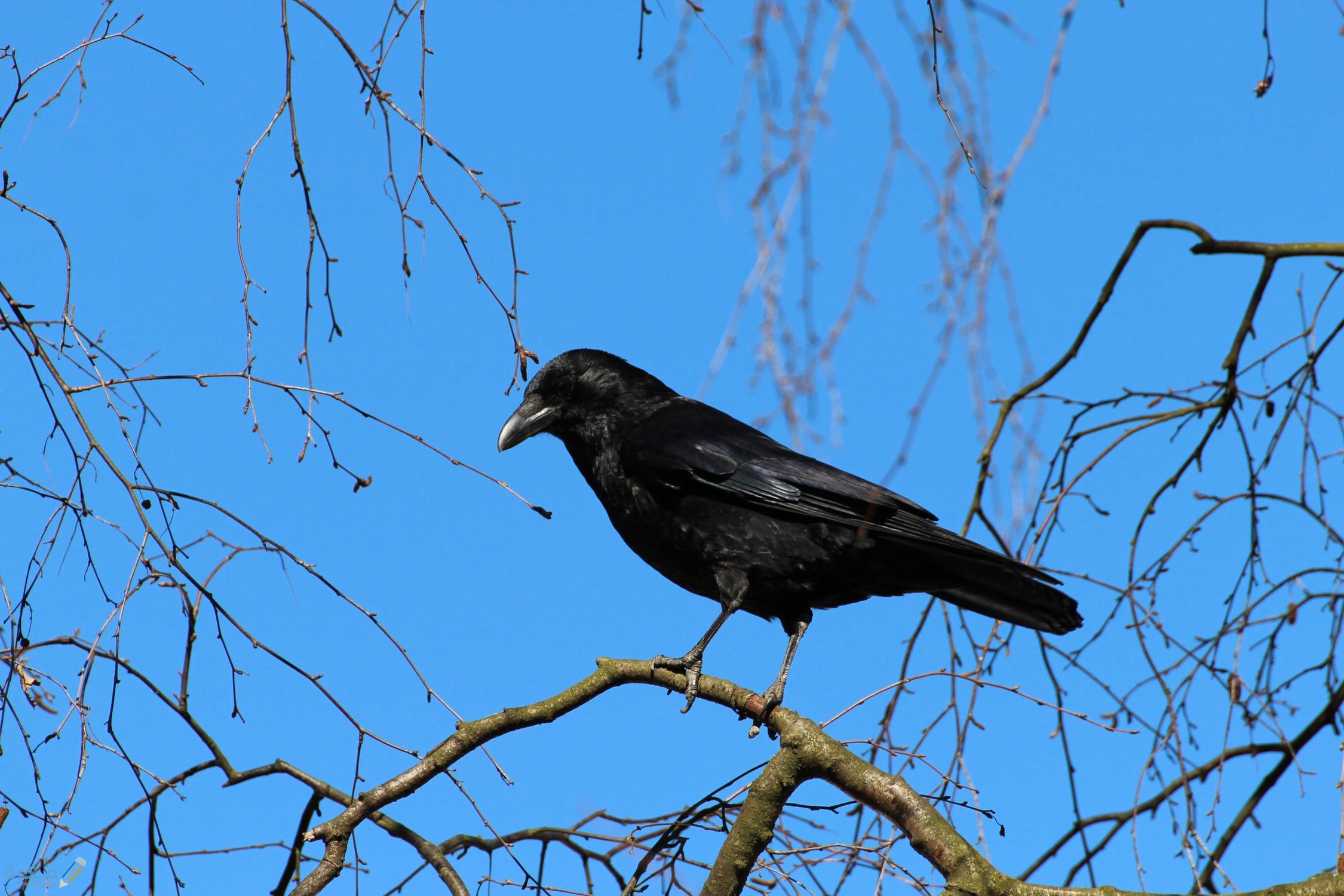 تفسير رؤية الغراب الاسود في المنام 1 crow corvus frugilegus rook raven bird 59850