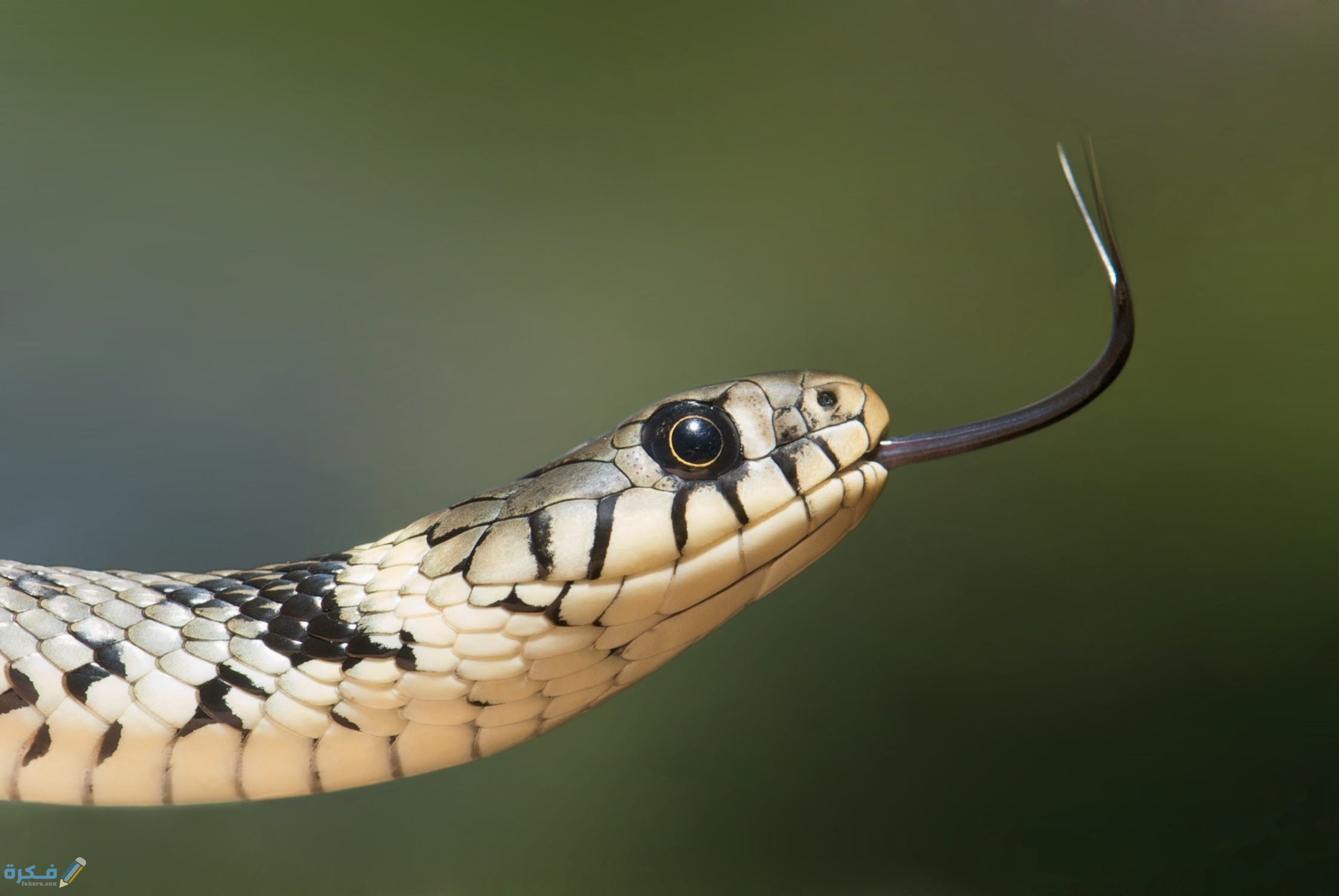 grass snake snake serpentes natrix 80474