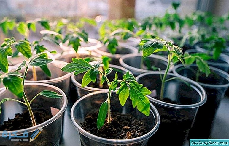 neobichniytomatshokoladniyopisaniesortan 058E8DC1