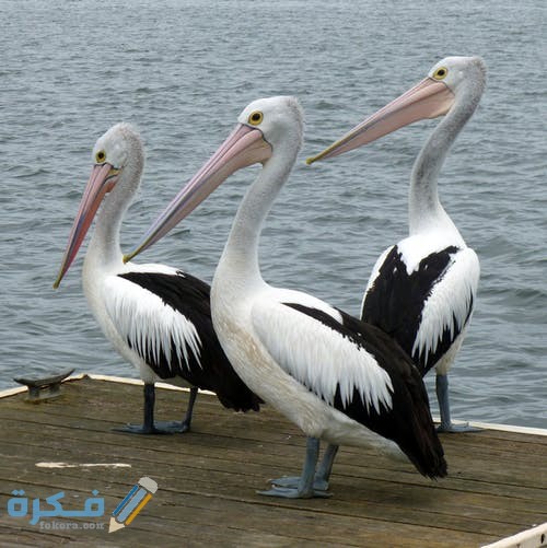 تفسير حلم الطيور الكثيرة في السماء