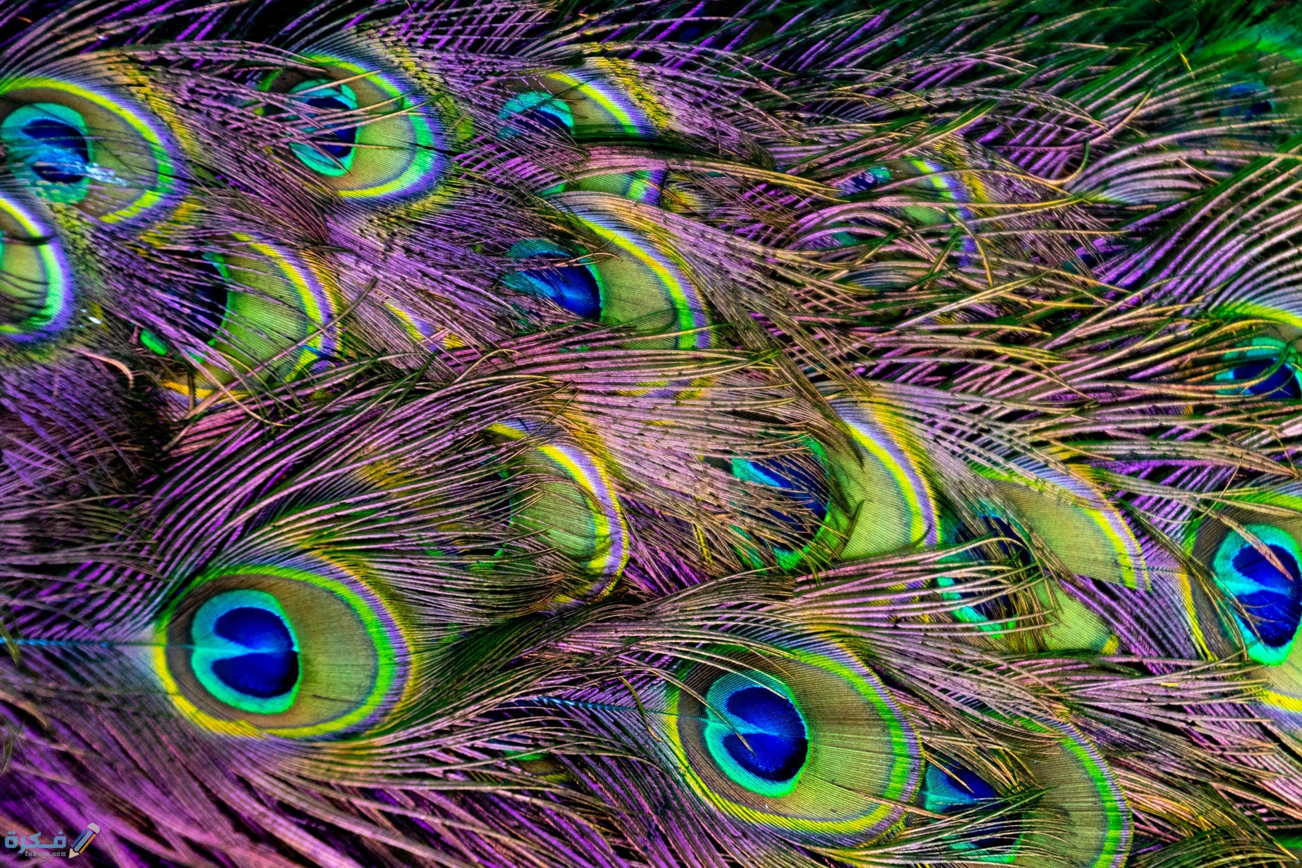 pexels photo 1300345