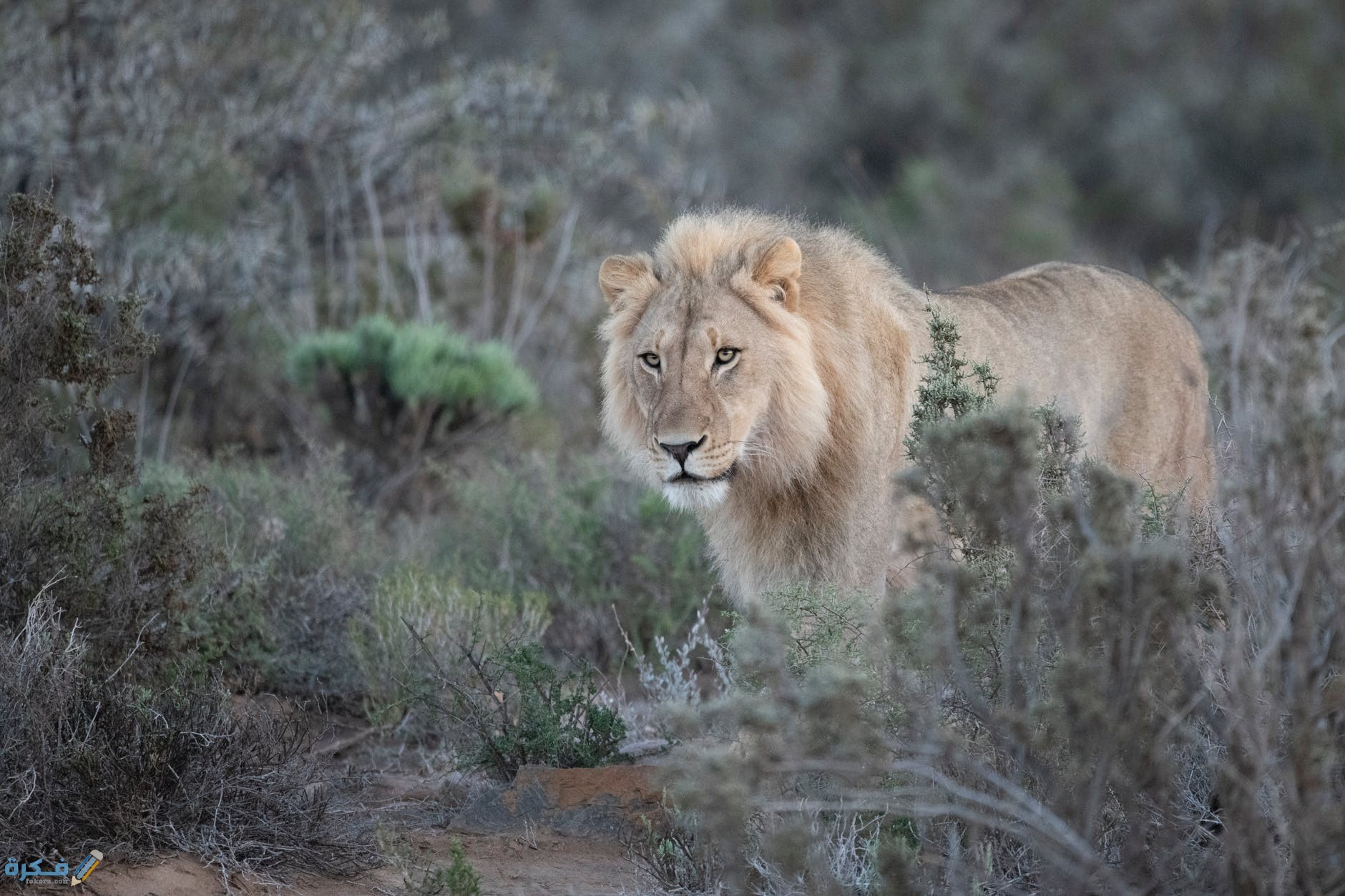 pexels photo 1300960