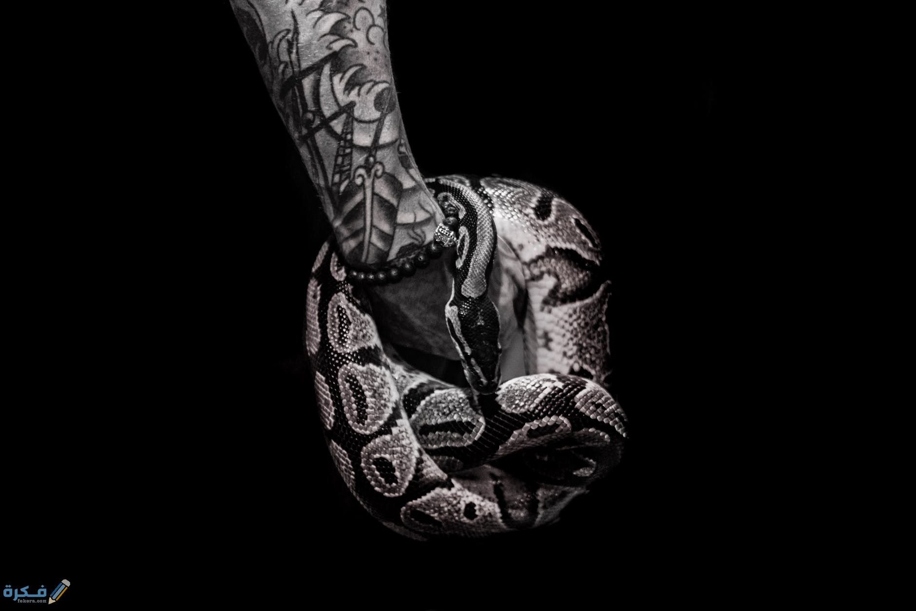 تفسير رؤية الحية السوداء في المنام 5 pexels photo 2005922