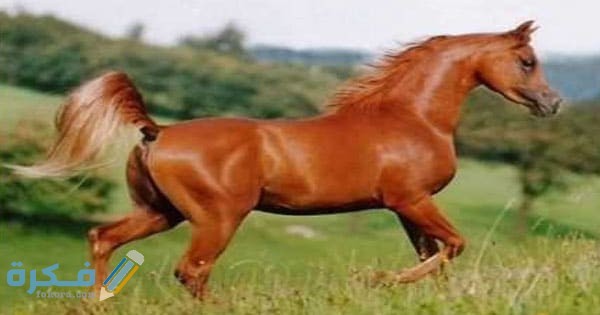 الحصان البني في المنام للعز
