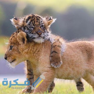 تفسير حلم رؤية شبل الأسد و الملون و المجنح فى المنام بالتفصيل