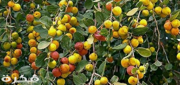 تفسير حلم رؤية شجرة السدر فى المنام