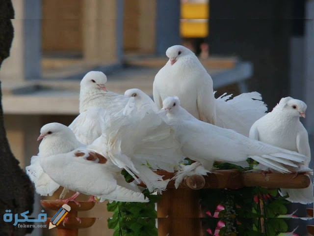 تفسير رؤيه الحمام في الحلم بالتفصيل