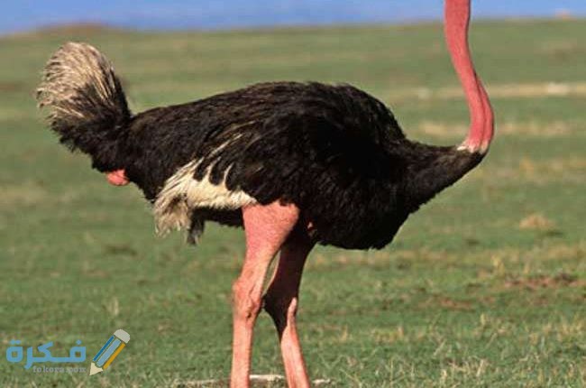 نعام أحمر الرقبة 650x430 1