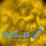 هل البلغم يفطر في نهار رمضان