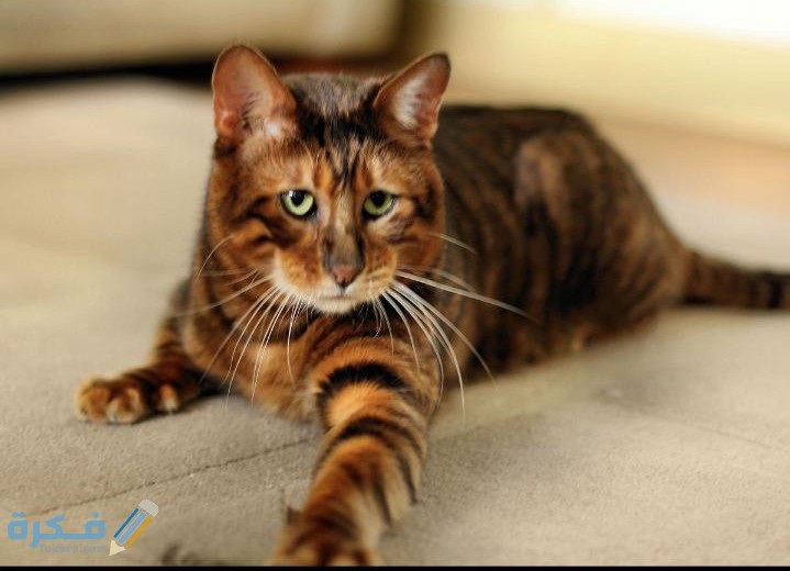 ارتعاش القطط 4 IMG ٢٠٢٠٠٥٠٣ ٢١٠٧٠٨