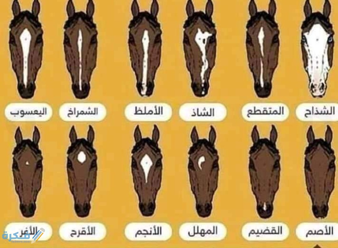 IMG ٢٠٢٠٠٥٠٤ ١٥٤٩٠٩