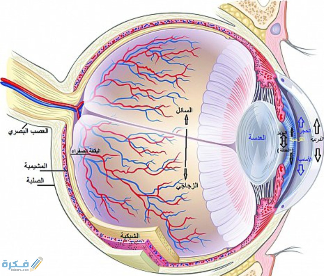 IMG ٢٠٢٠٠٥٣١ ١٠١٣٢٤