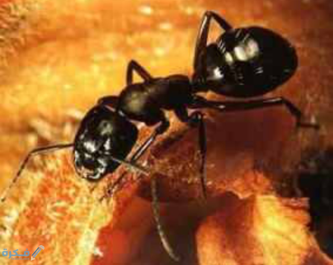 IMG ٢٠٢٠٠٥٣١ ١١٤٩٤٤