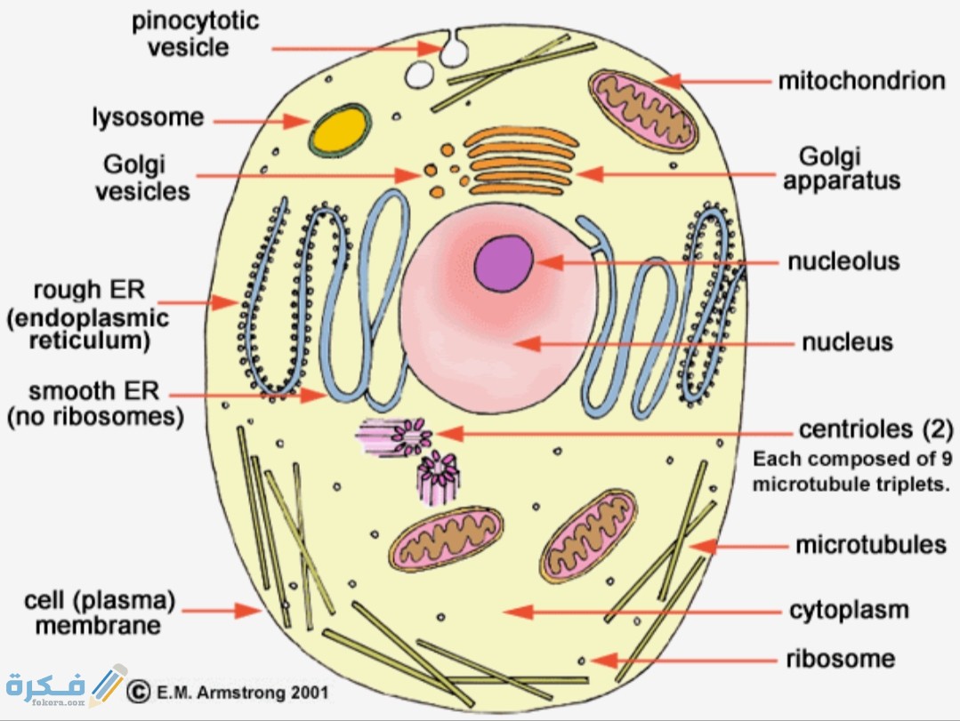 IMG ٢٠٢٠٠٥٣١ ١٦١٧١٠