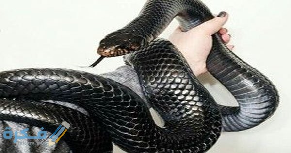 الثعبان الاسود في المنام لا