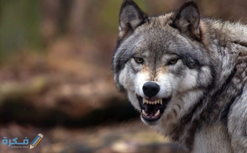 الذئب في المنام 825x510 1