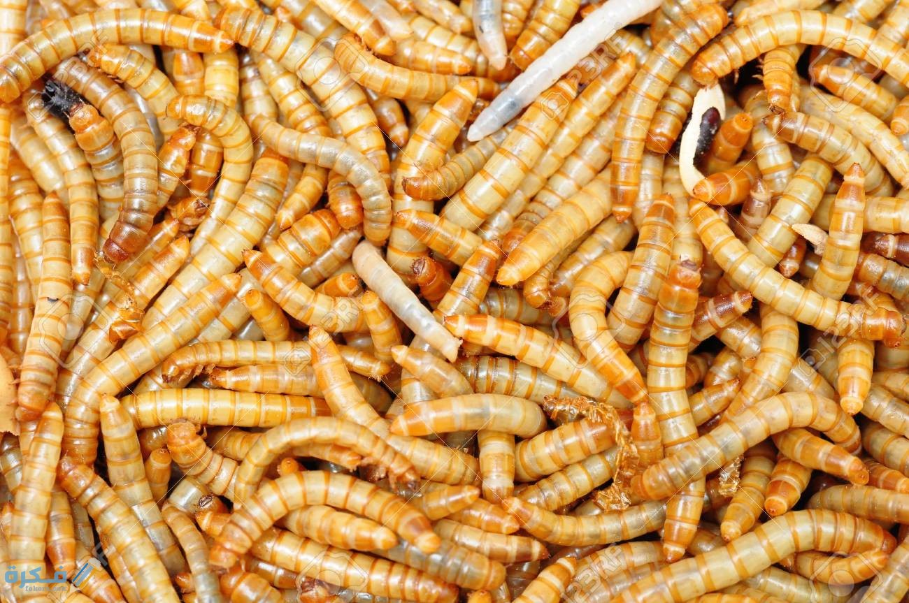 تفسير حلم رؤية الدود