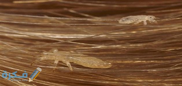 تفسير حلم رؤية القمل