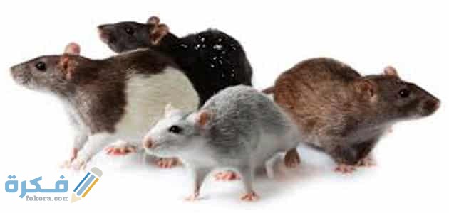 تفسير رؤية الفئران الصغيرة