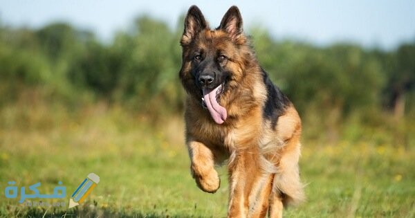 تفسير رؤية الكلب في الحلم ومعناه 1 1