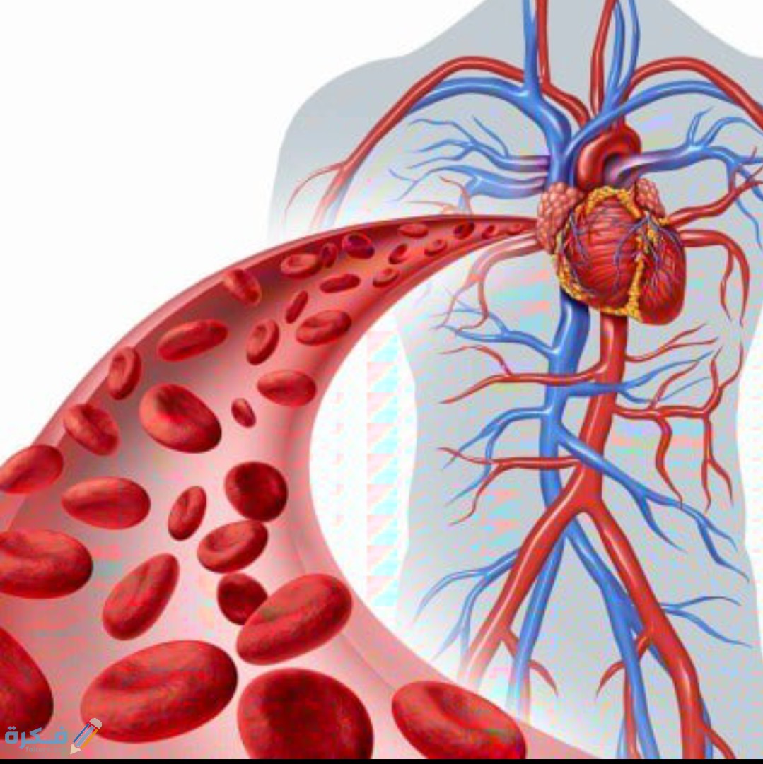 الأوعية الدموية في جسم الإنسان 5 IMG ٢٠٢٠٠٦٠٢ ٠٩٣٥٢٨