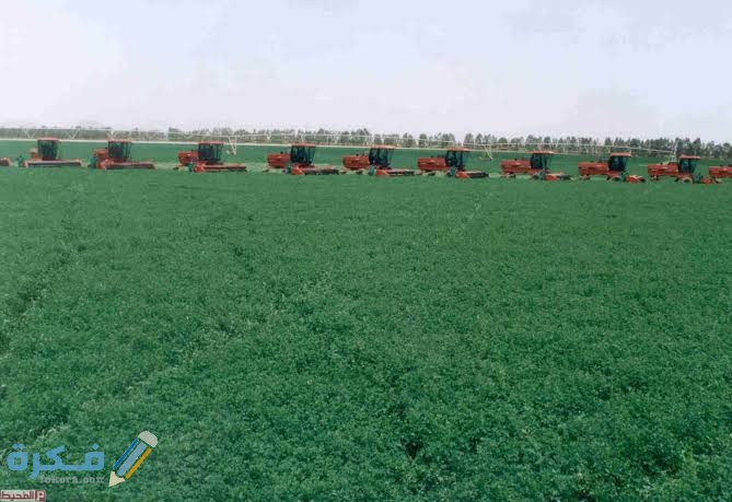 المحاصيل الزراعية في المملكة العربية السعودية 4 images 23