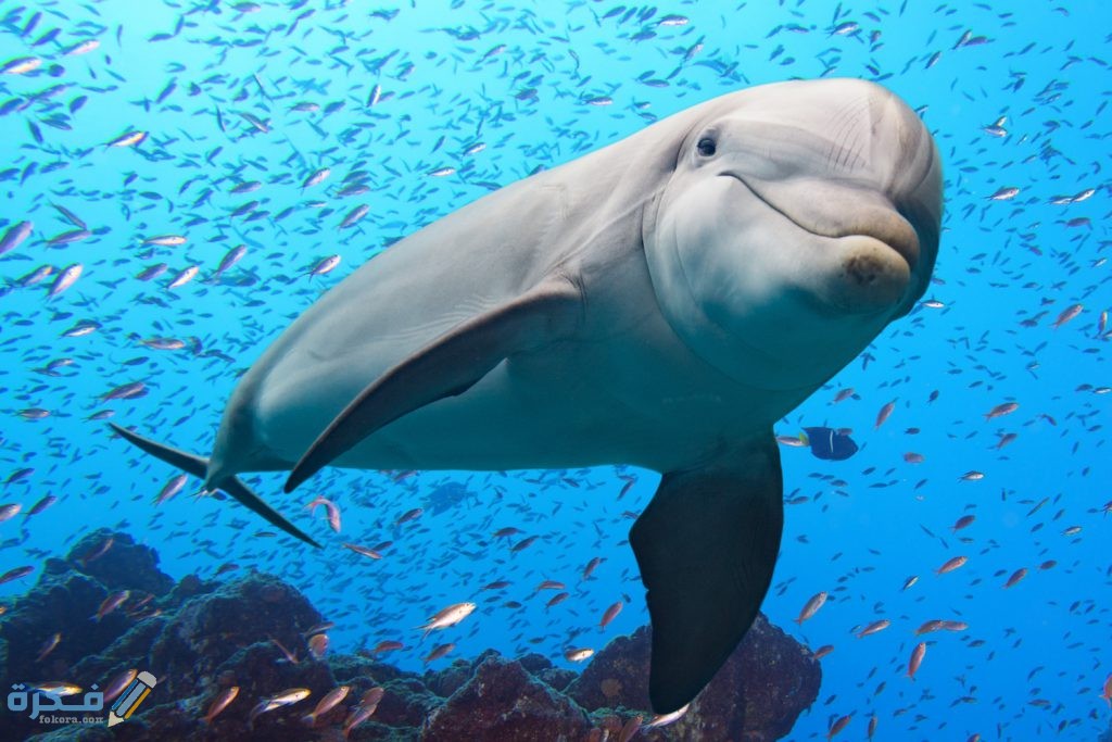 تفسير رؤية الدولفين في المنام