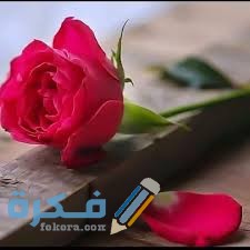 اجمل الصور مكتوب عليها عبارات جميلة 2026 5 download 2 1