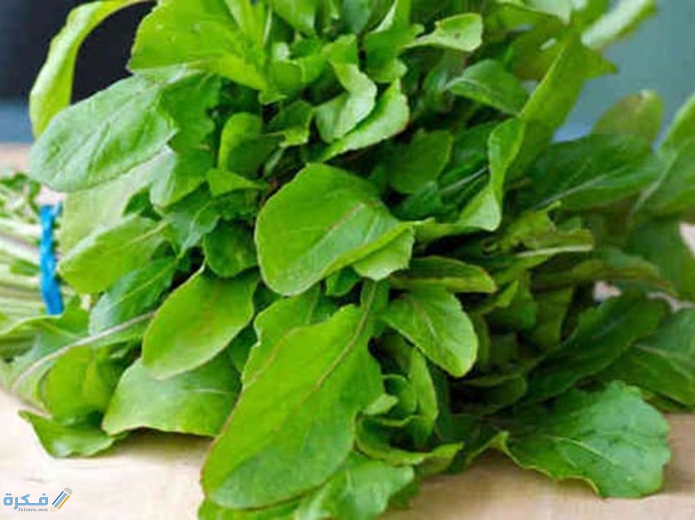 تفسير رؤية الجرجير لابن سيرين او لابن شاهين 2 205624 فوائد الجرجير