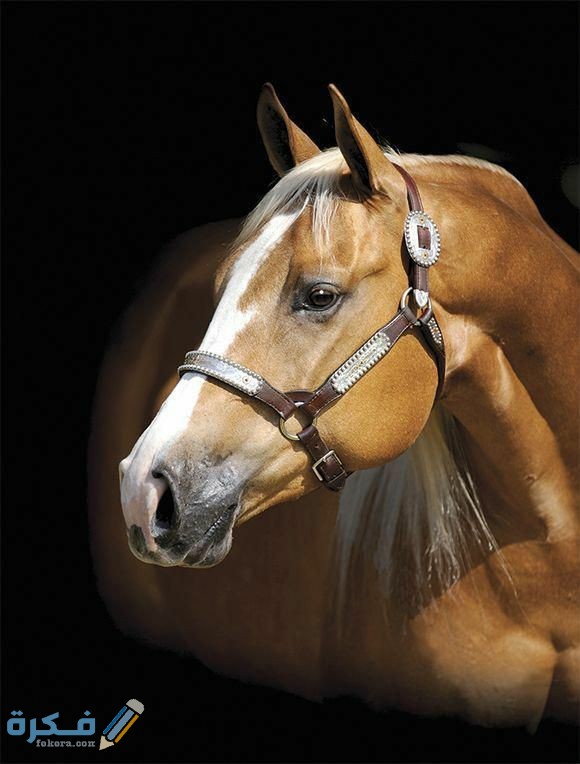 20ed6b422089c84d15c83a3d745091b9