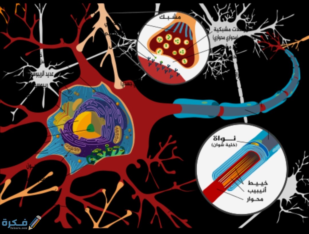 IMG ٢٠٢٠٠٨٢١ ١٤٣٩٤٨ 1