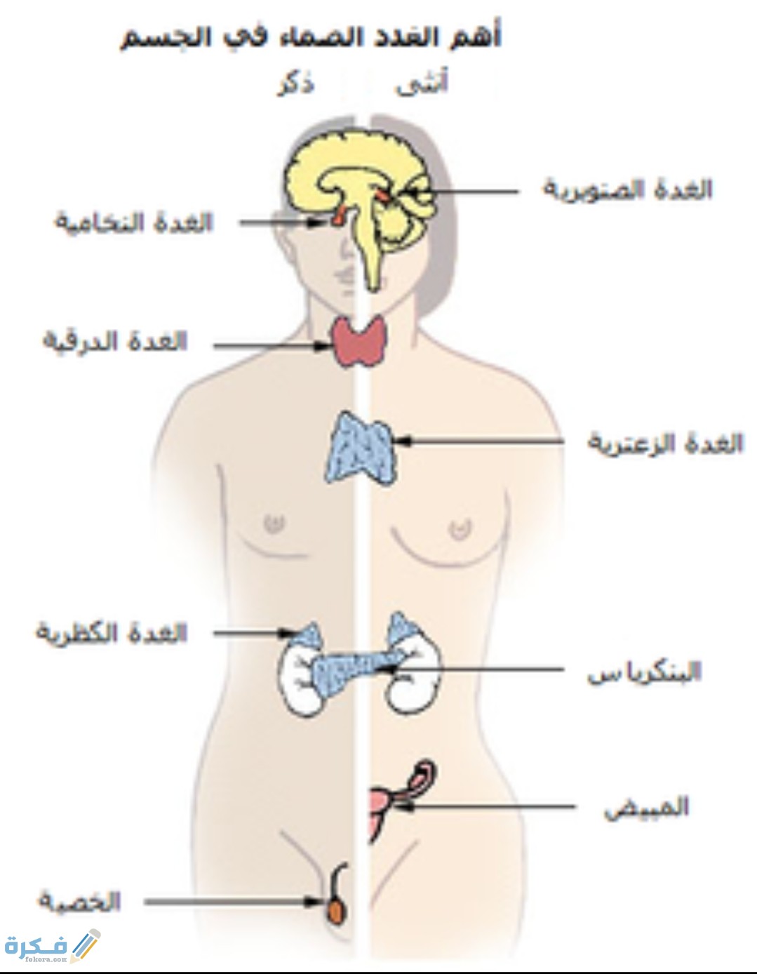 IMG ٢٠٢٠٠٨٢١ ١٨٢٤٢٨