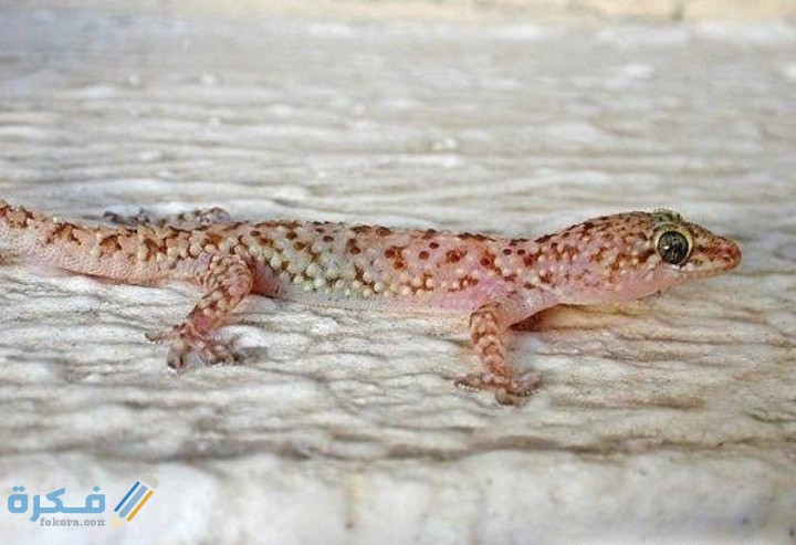 IMG ٢٠٢٠٠٨٢٢ ٠١٤٨٤٤