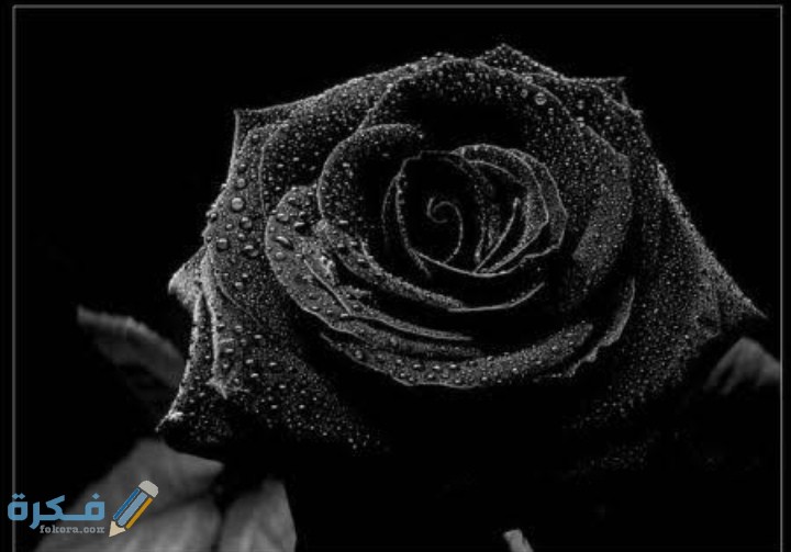 IMG ٢٠٢٠٠٨٢٢ ١٩٥٠٤٦