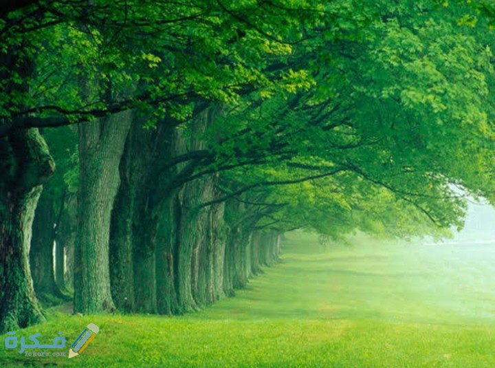 علي ما يدل اللون الأخضر 5 IMG ٢٠٢٠٠٨٢٢ ١٩٥٠٥٨