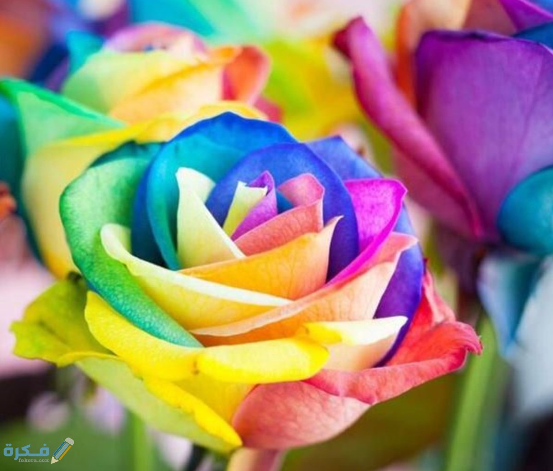 IMG ٢٠٢٠٠٨٢٩ ١٥٥١٢٩