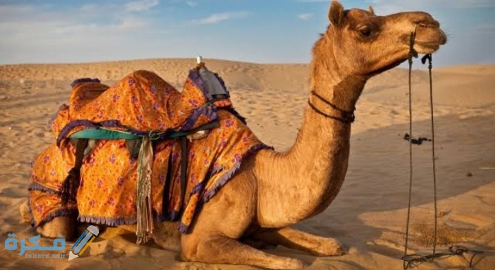 IMG ٢٠٢٠٠٨٣٠ ٠١٢١٥٣