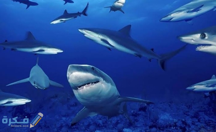 اسماء أنواع أسماك القرش 3 IMG ٢٠٢٠٠٨٣١ ٠١٤١٤١