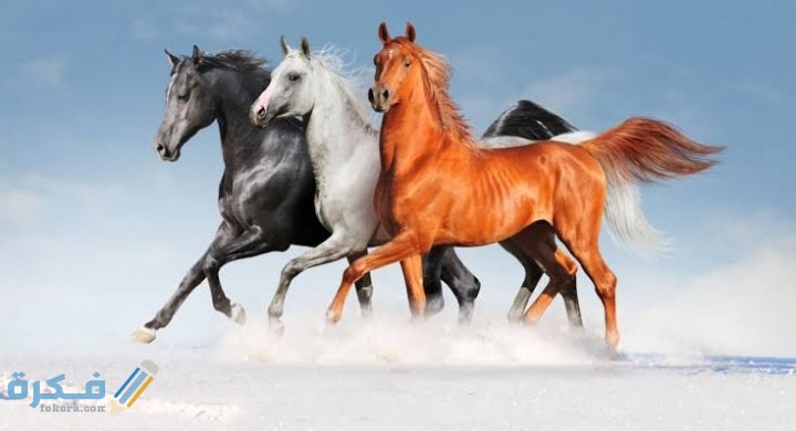 معلومات عن الخيول العربية الأصيلة 1 IMG ٢٠٢٠٠٨٣١ ٠١٤٢٤٤