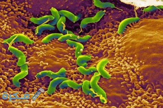 manar 09676830014600259523 530x352 1