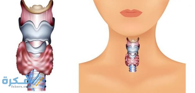 افضل اسم دواء تنشيط الغدة الدرقية للتخسيس 2026 8 أفضل دواء تنشيط الغدة الدرقية للتخسيس