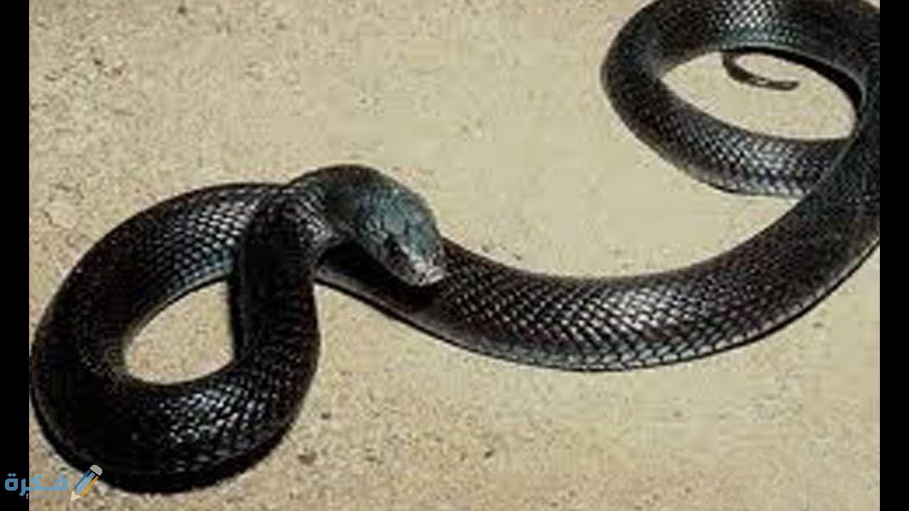 تفسير حلم رؤية الثعبان الاسود